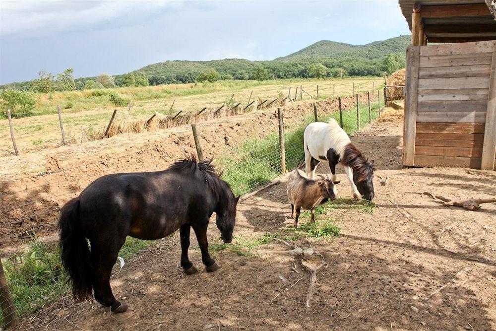 Agriturismo Da Lorena Marsiliana Eksteriør bilde